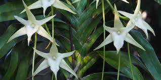 Image result for Cribbia