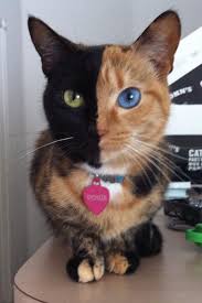 Baby Black And Ginger Cat Venus Chimera Cat Genetics Black Ginger Green Blue Djkivas Pretty Cats Cute Animals Animals