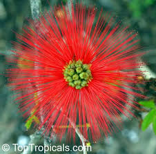 Image result for Calliandra tweedii