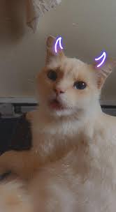 Have you seen my special needs cat Star in the 4th street area of Raleigh  Co. WV?