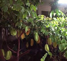 These tips are pretty universal, and will. 9 Nutritious Plants That You Can Grow Indoors Easily Black Dog Led