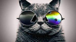 A collection of the top 45 pc wallpapers and backgrounds available for download for free. Cool Cat Backgrounds Wallpaper Cave