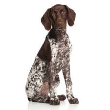 Find the perfect german shorthaired pointer puppy for sale in florida, fl at puppyfind.com. German Shorthaired Pointer Vs Catahoula Leopard Dog Complete Breed Comparison