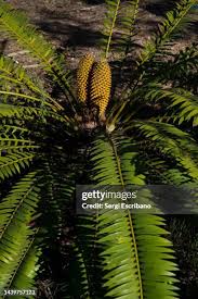 Image result for Encephalartos lebomboensis