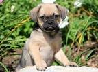 Puggles for Sale | Dogs on Oodle Classifieds