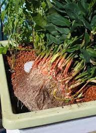 What Are Some Tips To Growing Garlic In An Aquaponic System Quora