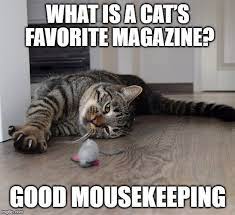 Cat And Mouse Meme Cats Cat Puns Cat Jokes