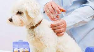 Rabies, flea, tick, heartworm prevention, affordable. Dog Puppy Vaccination Schedule Dog Vaccination Costs
