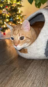 Lost and Found Pets in Corpus Christi