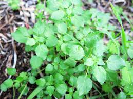 Image result for Parietaria debilis