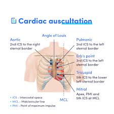 Image result for Point of Maximum Impulse