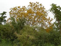 Image result for Pterocarpus
