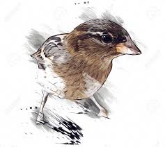 Check spelling or type a new query. Sparrow Bird Vintage Illustration Art Drawing Sketch Antique Stock Photo Picture And Royalty Free Image Image 153293225