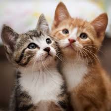Pin By Sadigova Fidan On Cats Kittens Cutest Beautiful Cats Cute Cats
