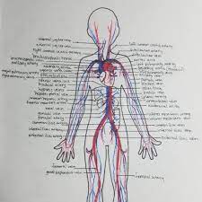 • identification of blood vessels as arteries, capillaries or veins from the structure of their walls. A P Blood Vessels Studying Amino Amino