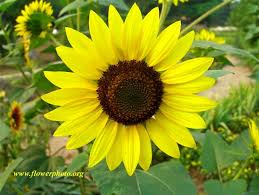 Tingginya mencapai 90 cm dengan batang tebal dan berdaun tunggal. Sunflower Sunflower Flowers Photography Flower Photos