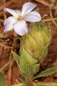 Image result for Barleria macrostegia