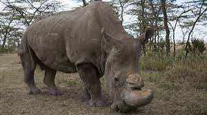 لماذا وحيد القرن مهدد بالانقراض اذ لم يتبق منه سوى خمسة فصائل فقط وجميعها مهددة بالانقراض في ظاهرة مؤسفة تفضح الجنس البشري ومدى جشعه وطمعه وغوغائيته. Ø£ÙÙ Ø¬Ø¯ÙØ¯ ÙØ¢Ø®Ø± Ø­ÙÙØ§ÙÙ ÙØ­ÙØ¯ ÙØ±Ù Ø£Ø¨ÙØ¶ Ø´ÙØ§ÙÙ Ø£ÙØ§ Ø£ØµØ¯Ù Ø§ÙØ¹ÙÙ