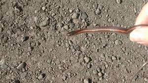 The red stripe down the middle of the body. My Cute Baby Northwestern Garter Snake Youtube