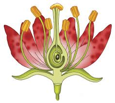Lesson 2 Unlabeled Flower Cross Section Diagram Of A Flower Parts Of A Flower Flower Drawing