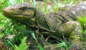 Reptil pun mendapat predikat kadal terbesar di dunia. 6 Fakta Unik Dan Menarik Biawak Kadal Besar Yang Mirip Ular