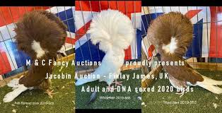 M C Fancy Pigeon Online Auctions Home Facebook