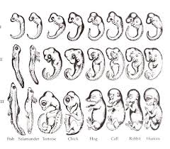 Evolution questions for your custom printable tests and worksheets. 9 3 Evidence For Evolution Biology Libretexts