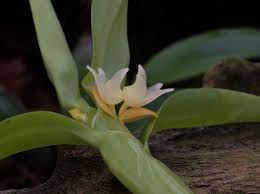Image result for Diaphananthe vesicata