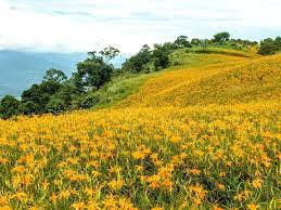 六十石山lioushihdan mountain 仲夏間的一整片金色山脈 formosa outdoor farmland