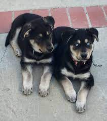 Goberian Puppies 9 Weeks Hybrid Dogs Unique Dog Breeds Popular Dog Breeds