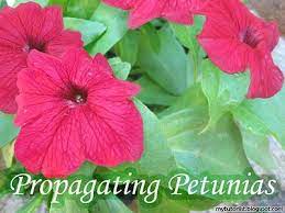 How To Propagate Petunias From Cuttings Behind Mytutorlist Com Petunias Petunia Plant Propagation