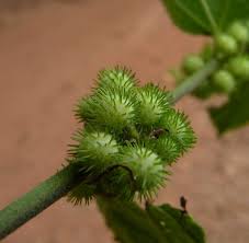 Image result for Triumfetta tomentosa