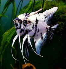 Pin On Ilovefishkeeping