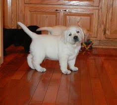 Both were bought at the pet store and are full breeds. 40 English Labrador Ideas Labrador English Labrador Lab Puppies