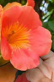 Image result for Carapa grandiflora