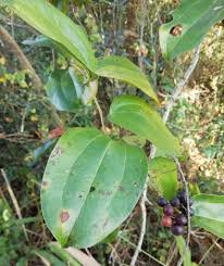Image result for Smilax anceps
