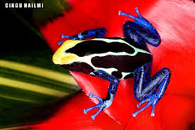 Dan walaupun banyak dari spesis monyet yang sangat comel, terdapat beberapa spesis yang agak menakutkan yang membuatkannya sangat sukar untuk didekati dan ditakuti. 10 Haiwan Cantik Paling Berbahaya Dalam Dunia