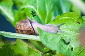 Is gevestigd op blauwven 2 te veldhoven en is actief in de branche restaurants. Escargotskwekerij T Slakkenhuys Maison Des Escargots