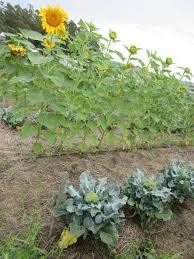 In the list of companion plants below, one can safely assume that where you can plant cabbages with beets, peas or borage, you can also plant your broccoli or kale. Companion Planting La Piccolina Farm