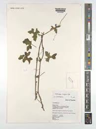 Image result for Corallocarpus triangularis