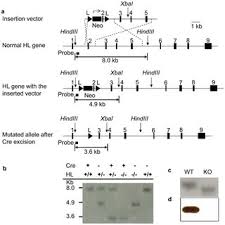 Computer science notes in hindi. Liver Short Chain Acyl Coa Patterns In Normal And Hllko Liver Stable Download Scientific Diagram