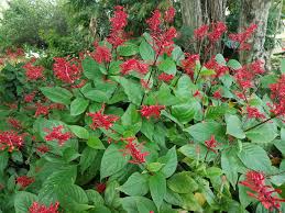 Image result for Odontonema