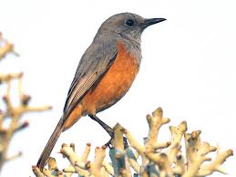 Image result for Clutia monticola