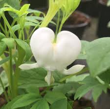 Image result for Dicentra spectabilis alba