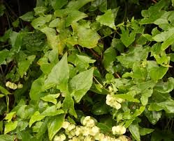 Image result for Rumex sagittatus