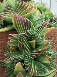 Beautiful Crassula Capitella Subsp Thyrsiflora Succulent Cactus Live Plant Planting Succulents Succulents Succulent Gardening