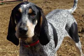 Bluetick Coonhound