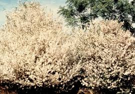 Image result for Coffea racemosa