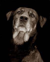 Pin On Dogs