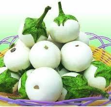 Image result for Solanum macrocarpon